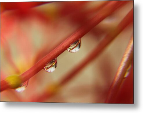 Droplet Metal Print featuring the photograph For Your Eyes Only by Ramabhadran Thirupattur