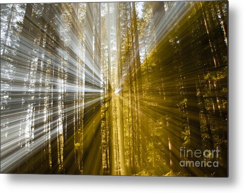 Forest Metal Print featuring the photograph Forest Abstract by Vivian Christopher