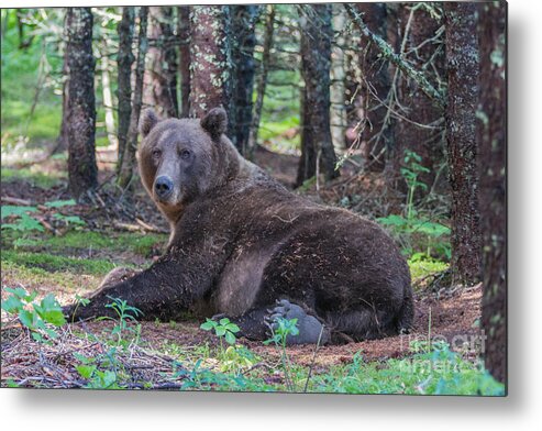 Bear Metal Print featuring the photograph Forest Bear by Chris Scroggins