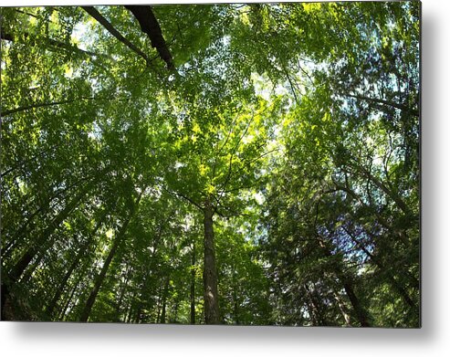 Woods Metal Print featuring the digital art Forest Cathedral by Dennis Lundell
