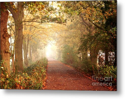 Forest Metal Print featuring the photograph Forest Colors by Boon Mee