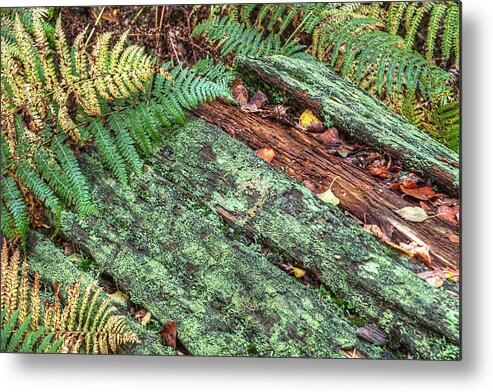 Forest Floor Metal Print featuring the photograph Forest Floor Moss and Ferns by Gill Billington