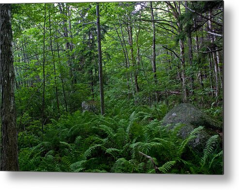 Landscape Metal Print featuring the photograph Forest Green by Greg DeBeck