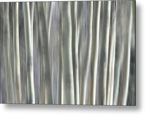 Forest Metal Print featuring the photograph Forest of Dreams by James BO Insogna