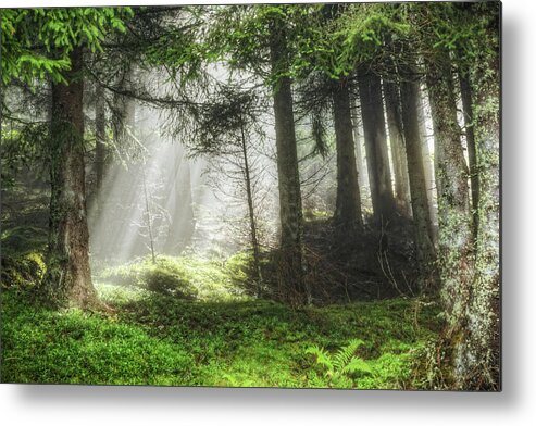 Scenics Metal Print featuring the photograph Forest Sunbeam by Davelongmedia