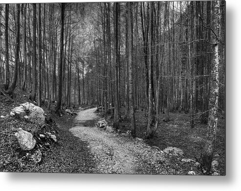 Autumn Metal Print featuring the photograph Forest trail BW by Ivan Slosar