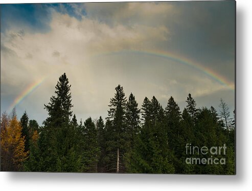 Landscapes Metal Print featuring the photograph Forest under the rainbow by Cheryl Baxter