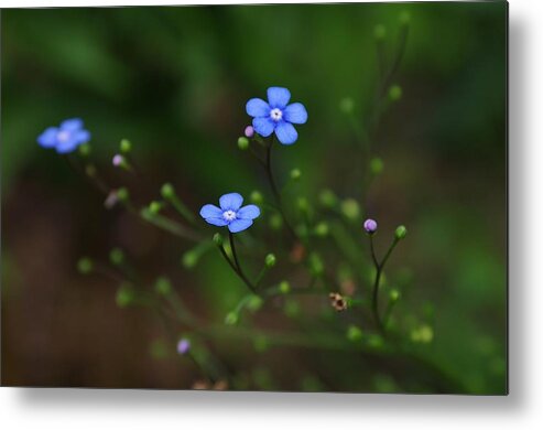 Flower Metal Print featuring the photograph Forget Me Not by Ken Dietz