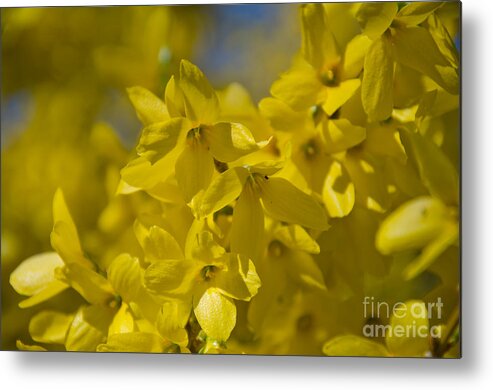 Forsythia Metal Print featuring the photograph Forsythia by Laurel Best