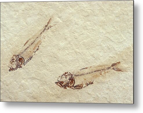 Actinopterygii Metal Print featuring the photograph Fossil Knightia Fish by A.b. Joyce