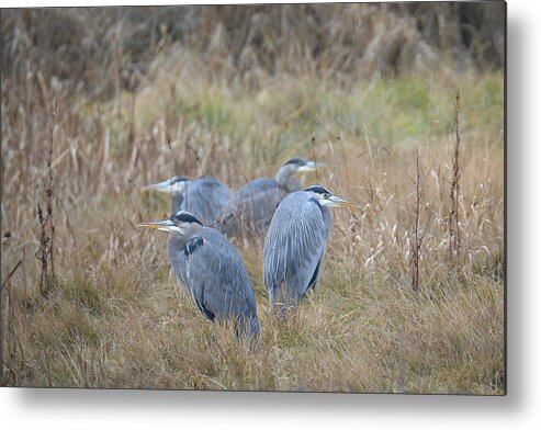 Great Blue Herons Metal Print featuring the photograph Four Herons by Ronda Broatch