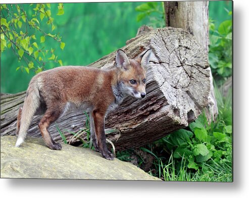 Animal Themes Metal Print featuring the photograph Fox Den by Mlorenzphotography