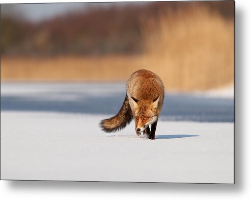 Red Fox Metal Print featuring the photograph Fox on Ice by Roeselien Raimond