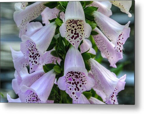 Beautiful Metal Print featuring the photograph Foxglove at Waters Edge by Penny Lisowski