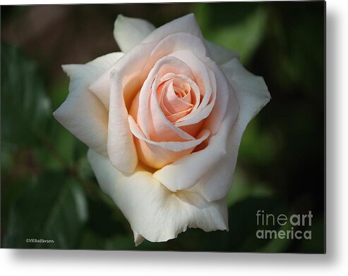 Rose Metal Print featuring the photograph Fragrance by Veronica Batterson