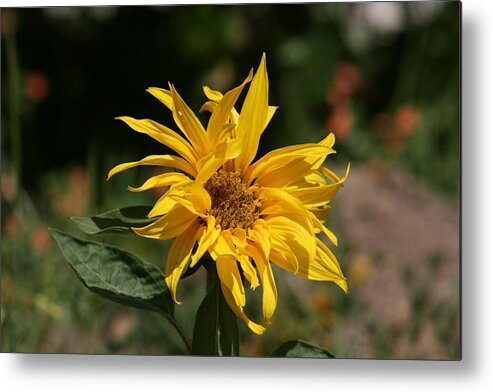 Sunflower Metal Print featuring the photograph Frail Sunflower by Cynthia Marcopulos