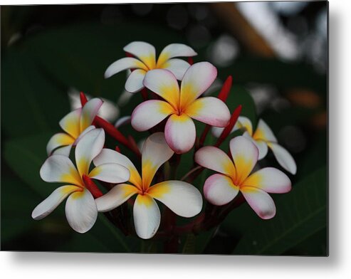 Frangipani Metal Print featuring the photograph Frangipani Bouquet by Keith Hawley