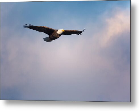 Eagle Metal Print featuring the photograph Freedom Flier by Bill Wakeley