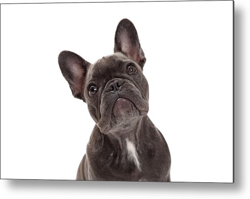 Adorable Metal Print featuring the photograph French Bulldog Closeup by Good Focused