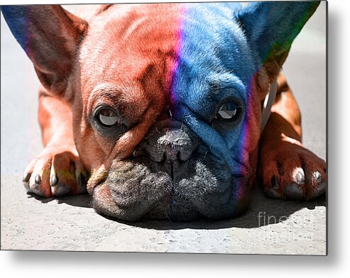 French Bulldog Metal Print featuring the mixed media French Bulldog by Marvin Blaine