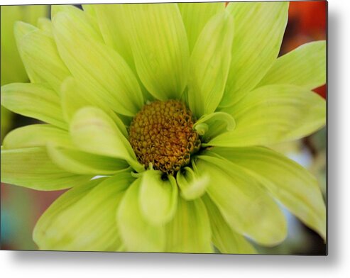 Flowers Metal Print featuring the photograph Fresh As A Daisy by Marcia Breznay