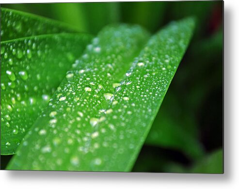 Green Plant Metal Print featuring the photograph Fresh Rain Drops by Jeanne May