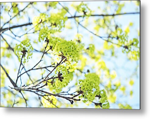 Blue Metal Print featuring the photograph Fresh Spring Green Buds by Brooke T Ryan