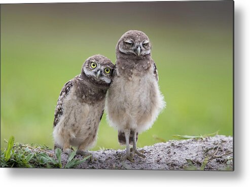 Wildlife Metal Print featuring the photograph Friends by Greg Barsh