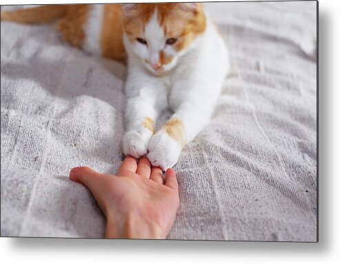 Pets Metal Print featuring the photograph Friendship between human and cat. Paws are on the hand. by Taniche
