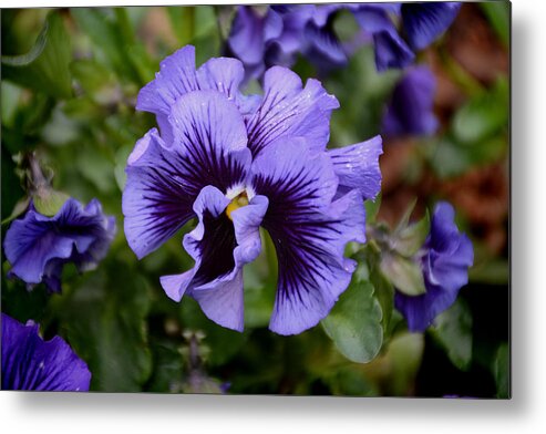 Pansy Metal Print featuring the photograph Frizzle Sizzle Blue by Jeanne May