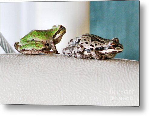 Frog Metal Print featuring the photograph Frog Flatulence - A Case Study by Rory Siegel