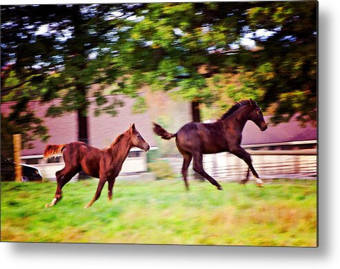 Animals Metal Print featuring the photograph Frolicking Friends by Donna Doherty