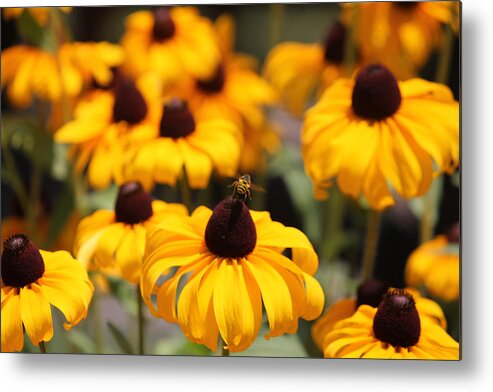 Flower Metal Print featuring the photograph From Flower To Flower by Lily K