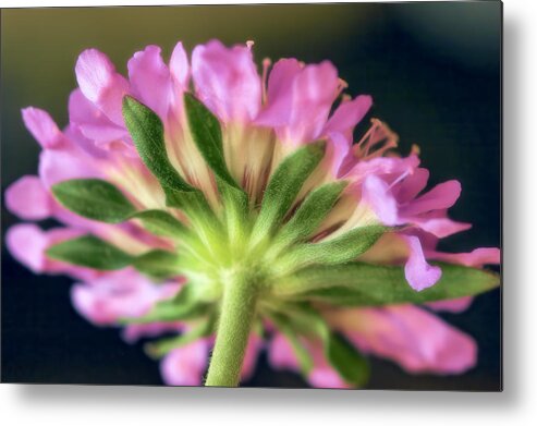 Wild Flower Metal Print featuring the photograph From The Back by Joan Bertucci