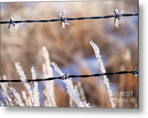 Ice Crystals Metal Print featuring the photograph Frosted Fence Line by Jim Garrison