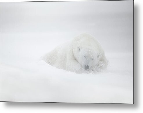 Churchill Metal Print featuring the photograph Frozen Dreams by Marco Pozzi