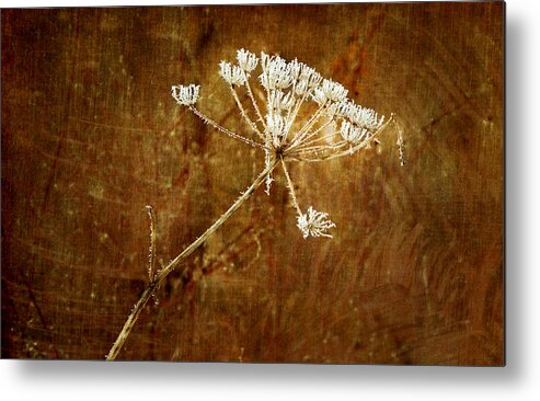Nature Metal Print featuring the photograph Frozen Lace by Mary Jo Allen