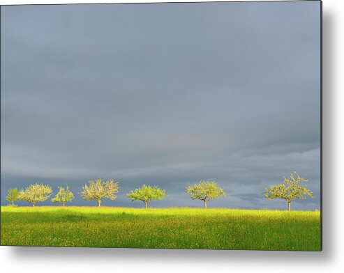 Scenics Metal Print featuring the photograph Fruit Trees With Stormy Sky by Raimund Linke