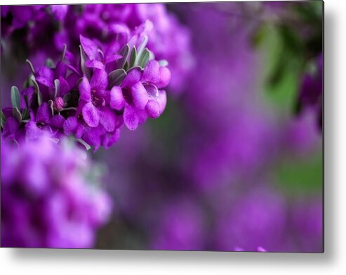 Texas Sage Metal Print featuring the photograph Full Bloom by Mark Alder