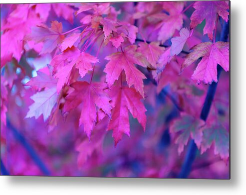 Tranquility Metal Print featuring the photograph Full Frame Of Maple Leaves In Pink And by Noelia Ramon - Tellinglife