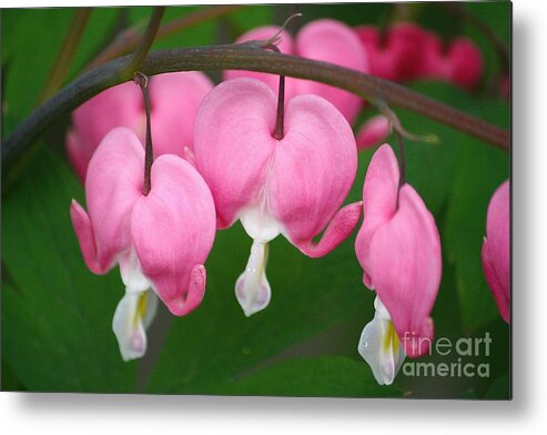 Bleeding Hearts Metal Print featuring the photograph Full Hearts by Veronica Batterson