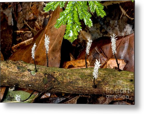 Fungus Metal Print featuring the photograph Fungi Growing On Dead Wood In Amazon by Gregory G. Dimijian, M.D.