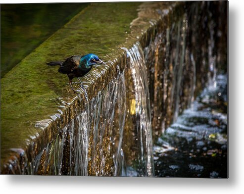 Common Gackle Metal Print featuring the photograph Gackle 3 by Sennie Pierson