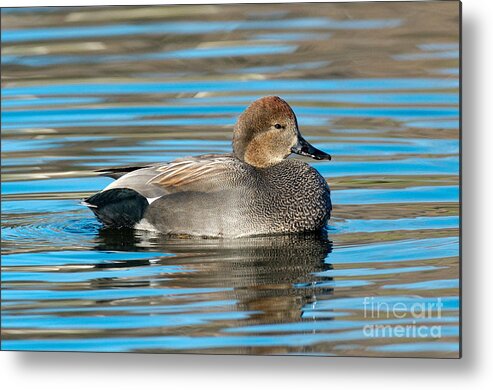 Gadwall Metal Print featuring the photograph Gadwall Duck Drake Swimming by Anthony Mercieca
