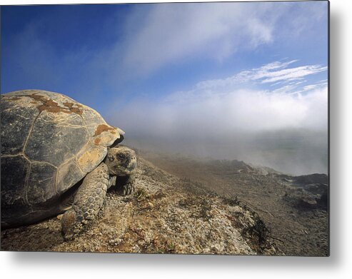 Feb0514 Metal Print featuring the photograph Galapagos Giant Tortoise Overlooking by Tui De Roy