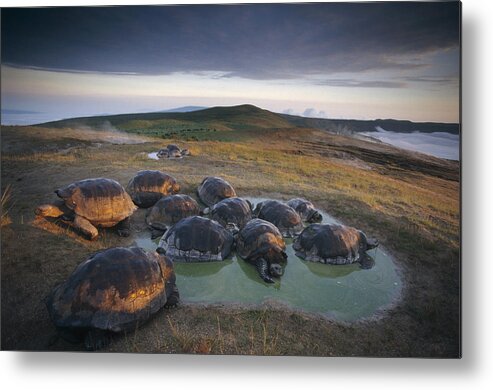 Feb0514 Metal Print featuring the photograph Galapagos Giant Tortoise Wallowing by Tui De Roy