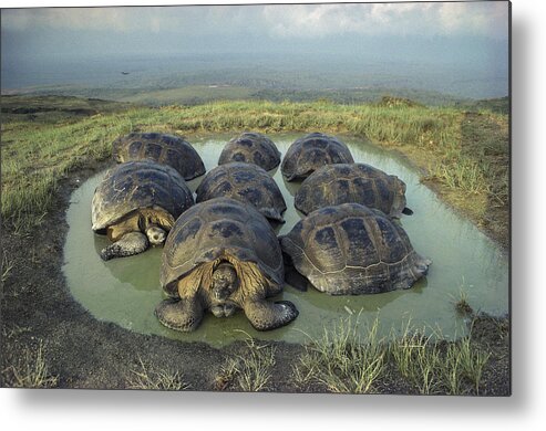 Feb0514 Metal Print featuring the photograph Galapagos Giant Tortoises Wallowing by Tui De Roy