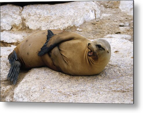 Feb0514 Metal Print featuring the photograph Galapagos Sea Lion Calling by Konrad Wothe