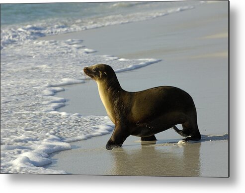 Feb0514 Metal Print featuring the photograph Galapagos Sea Lion In Gardner Bay by Pete Oxford