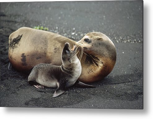 Feb0514 Metal Print featuring the photograph Galapagos Sea Lion Mother And Newborn by Tui De Roy